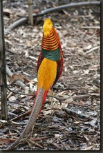 IMG_4451 (Medium)