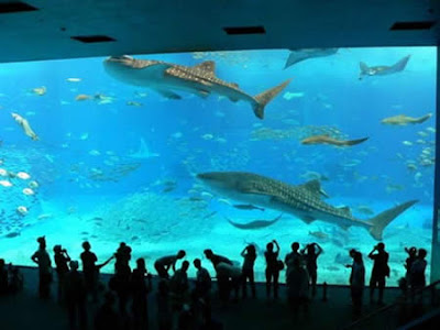 Aquarium Termegah dan Terbesar di Dunia