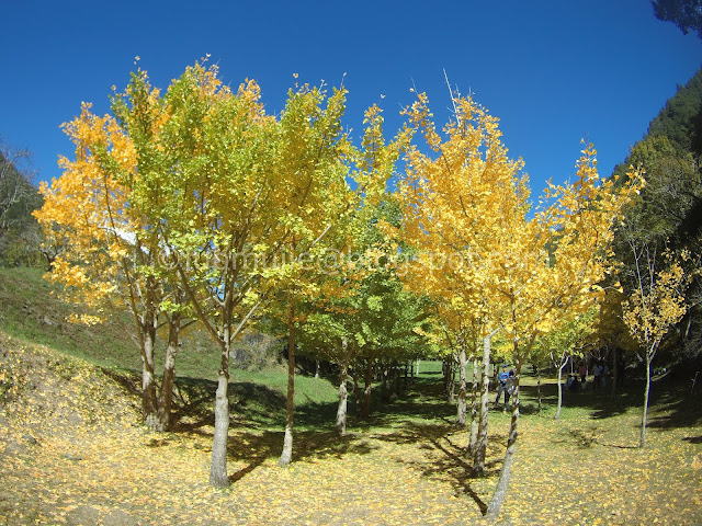 Wuling Farm maple autumn foliage