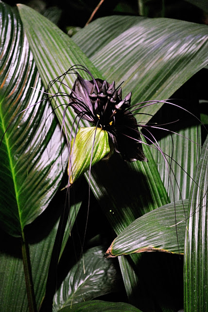 Devil Flower Orchid