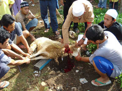 Syarat Kambing Aqiqah Kambing Aqiqah Tangerang Jual 