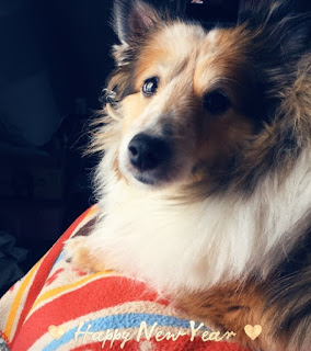 shetland sheepdog sheltie 