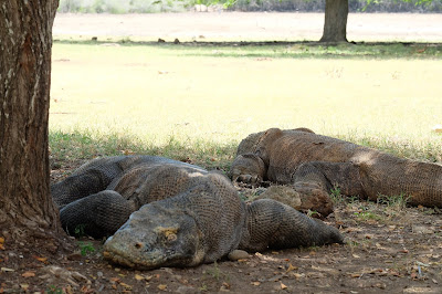 Naga Komodo di Pulau Rinca