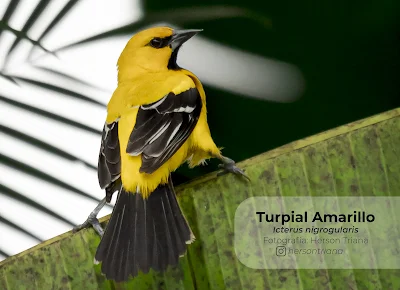 Turpial Amarillo