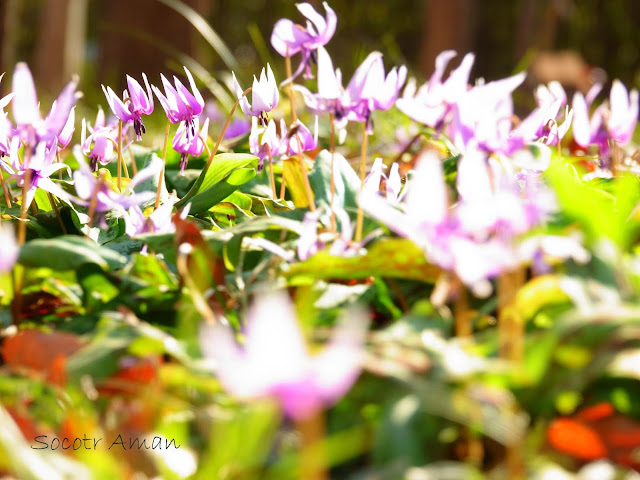 Erythronium japonicum