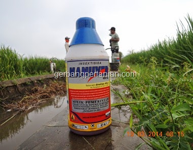  Maspary kali ini akan sedikit menceritakan pengalaman wacana pelaksanaan spray massal  BISAKAH MANUVER ATASI WERENG COKLAT