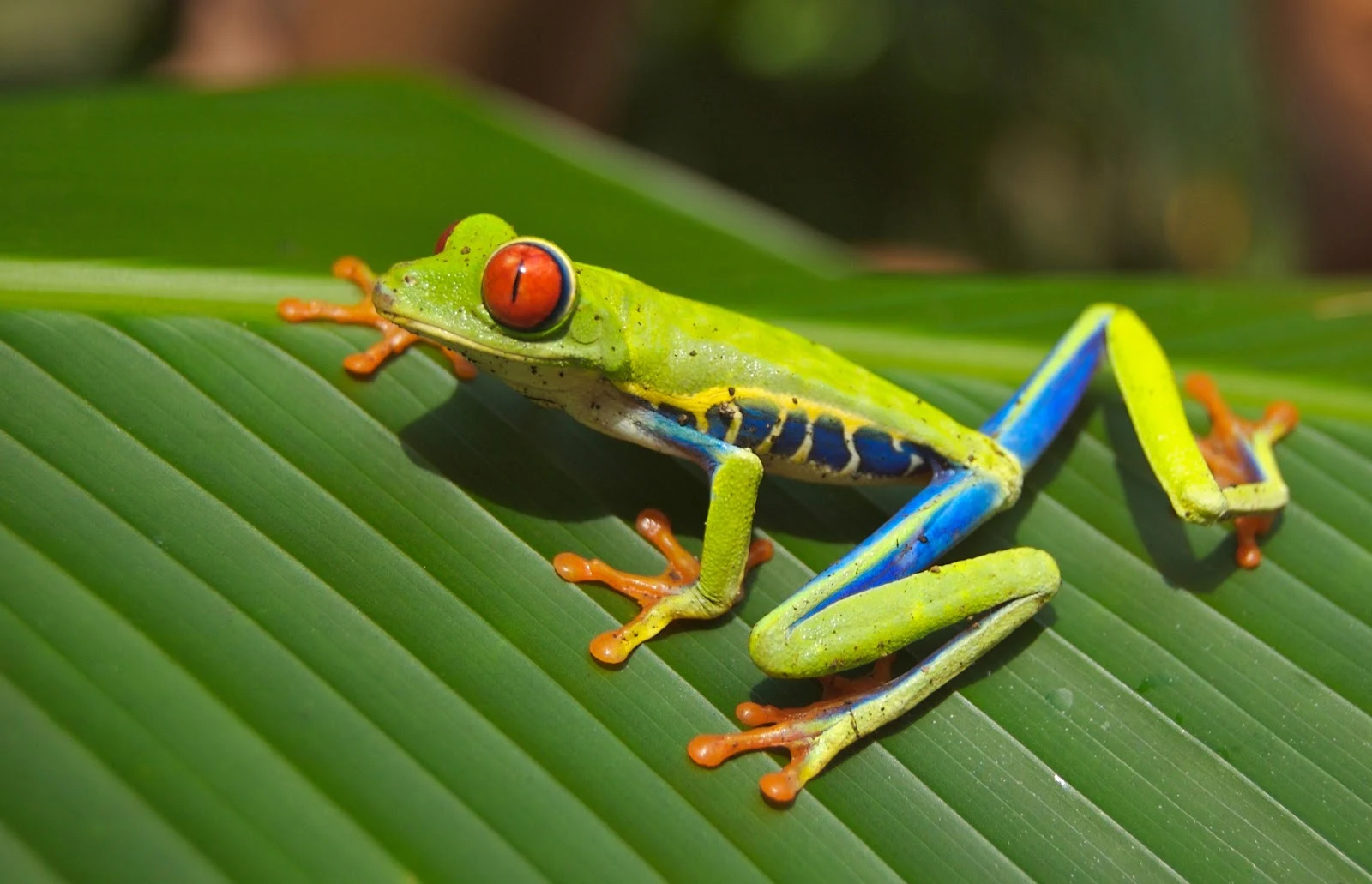 How to Keep Frogs Away From Your House