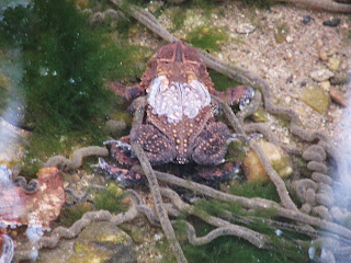 American toad and eggs