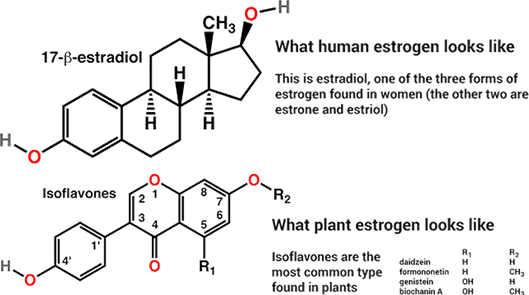 Estrogens From Plants