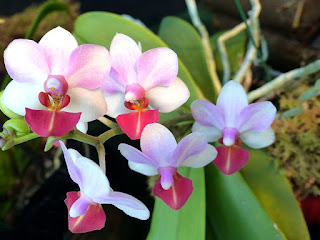 Doritaenopsis Liu's Triprince (Doritaenopsis Eduardo Quisumbing x Phalaenopsis lobbii) 