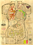 Infografía sobre el cuerpo humano