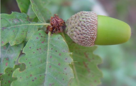 Herba & Tumbuhan: MANJAKANI INDAH KHABAR DARI RUPA