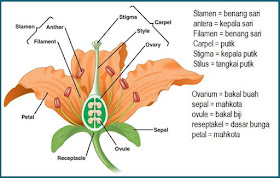 bagian-bagian bunga dan fungsinya