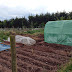 Polytunnel in place