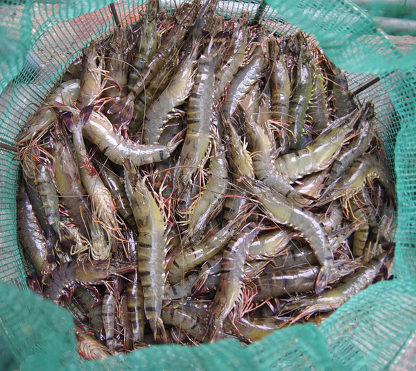 shrimp farming, shrimp production, shrimp farming business, how to start shrimp farming, commercial shrimp farming business