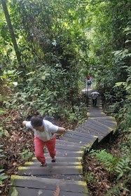 People traverse steps up a slope between Seraya Loop and North View at Bukit Timah Nature Reserve