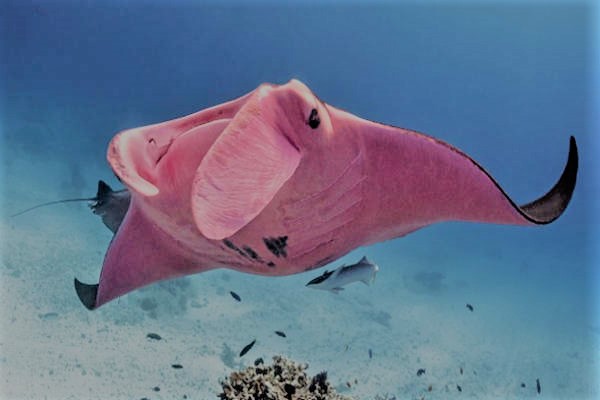 The world's rare pink manta ray is found once again 