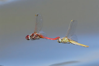 libelula-roja-migradora-sympetrum-fonscolombii-tandem-