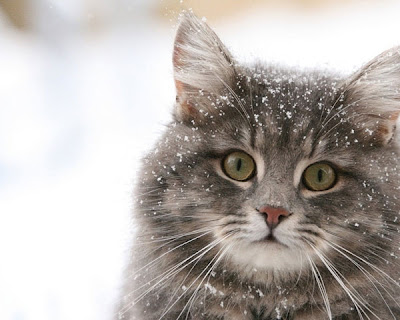 Cats in the Snow Seen On www.coolpicturegallery.us