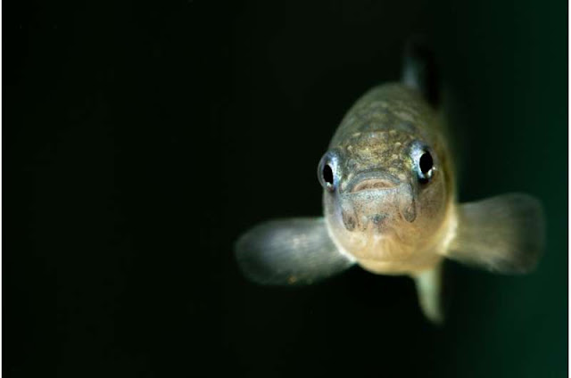 A curious Devils Hole pupfish raised in captivity at Nevada's Ash Meadows Fish Conservation Facility. The facility keeps a pupfish refuge population as a backup to the wild population, which fluctuates over decades and once dwindled to only 35 individuals. Photographer: Olin Feuerbacher/USFWS