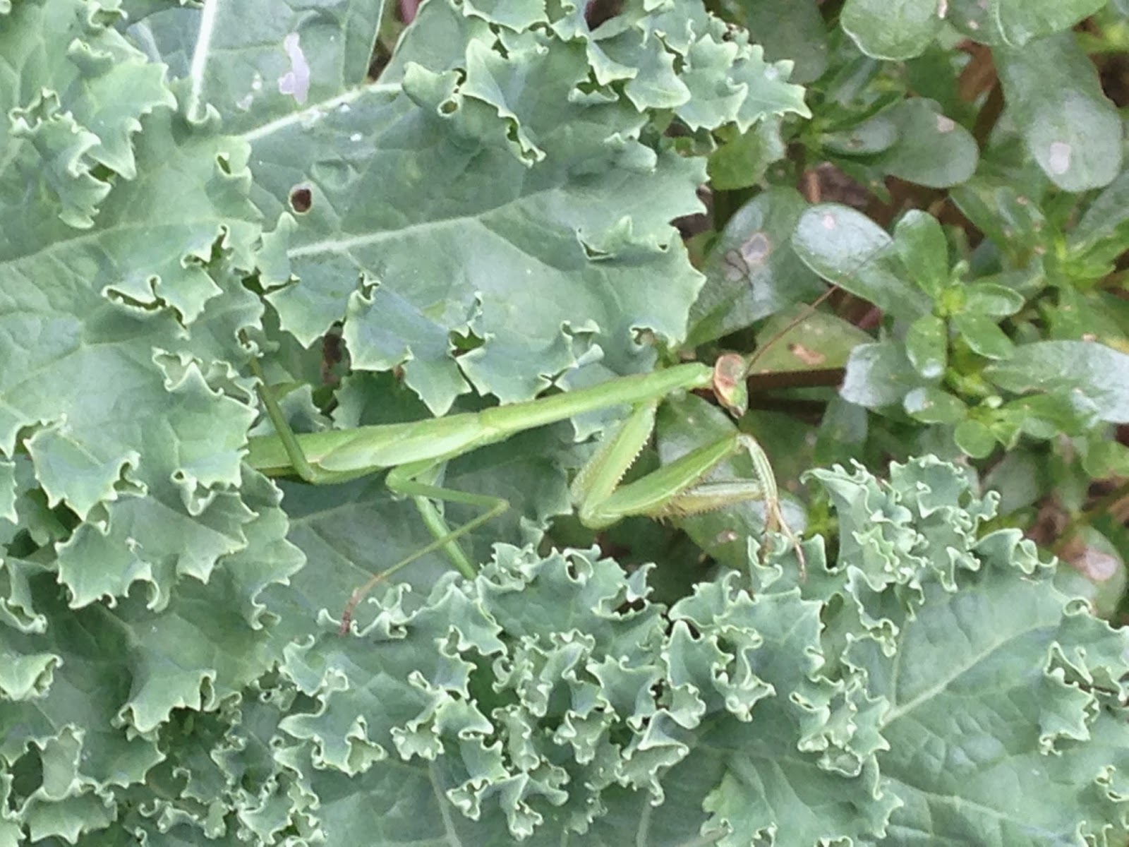 found this praying mantis hanging out in my Kale a couple days in a 