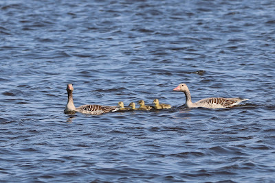 Skiere Goes - Grauwe Gans - Anser anser