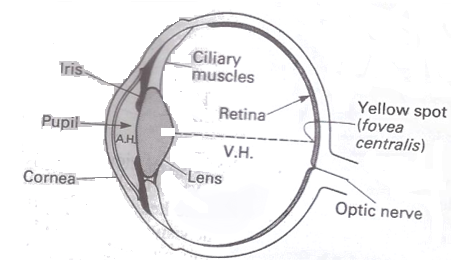 Optical features of the Eyes image