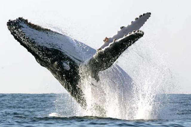 Breaching humpback whale. Photo: Mike Hutchings / Reuters