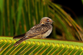 Nightjar world