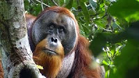 Orangutan on a tree