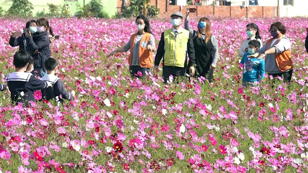 彰化市公所「彰化300花漾ing」 彰草路農田花海美景