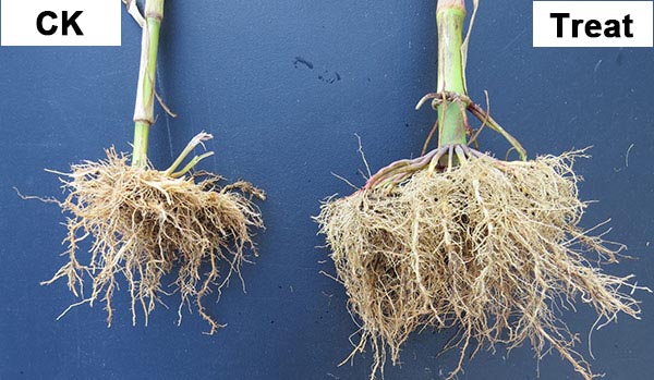 for root growth