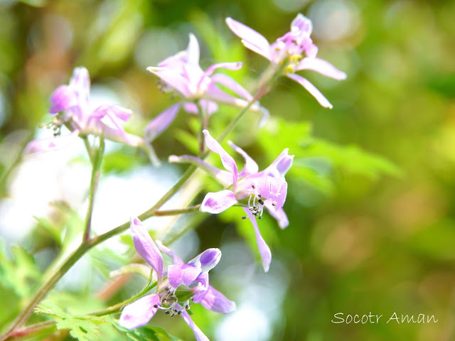 Delphinium anthriscifolium