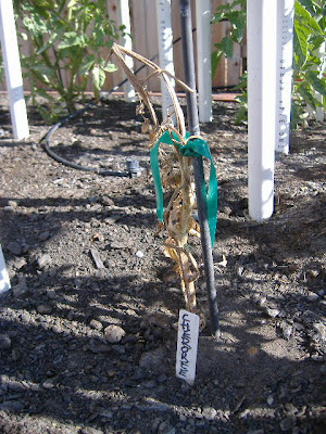 Requiem For A Tomato Plant