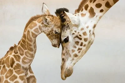 amor e afeto no reino animal