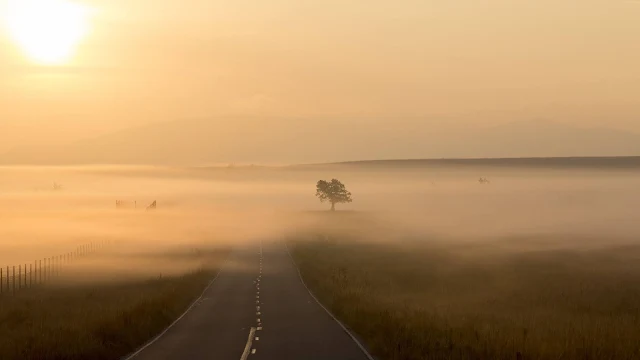 Wallpaper Road, Fog, Nature, Tree