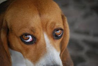 Dog Eye Health3