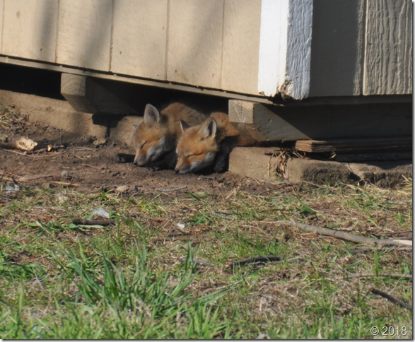 fox2
