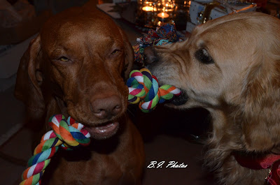 Vizsla und Retriever mit Spielseil