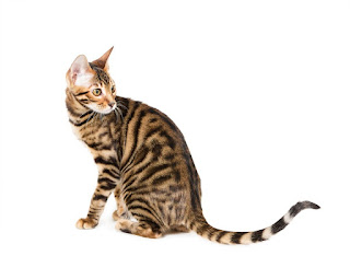 gambar kucing Toyger