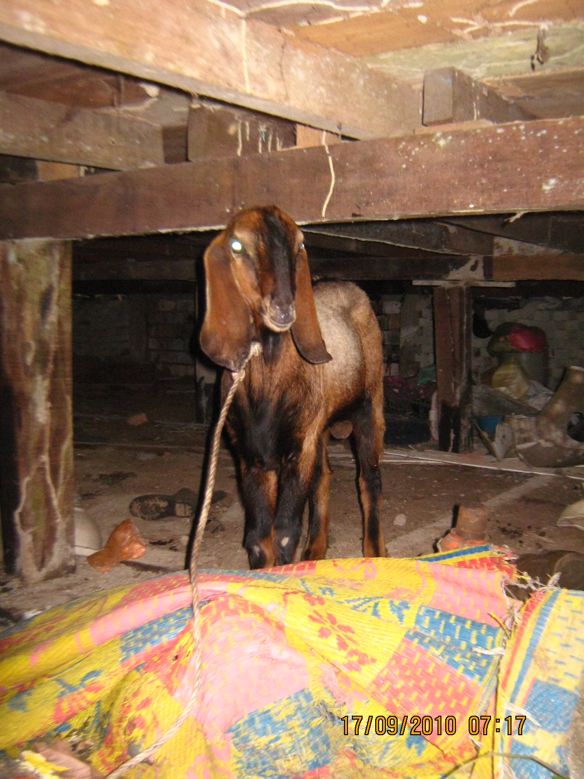  animasi  Cara Melapah Kambing 