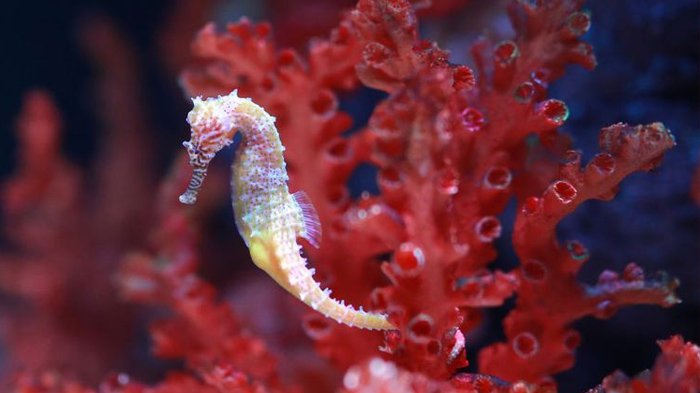 Cara Unik Kuda Laut Saat Berkembang Biak