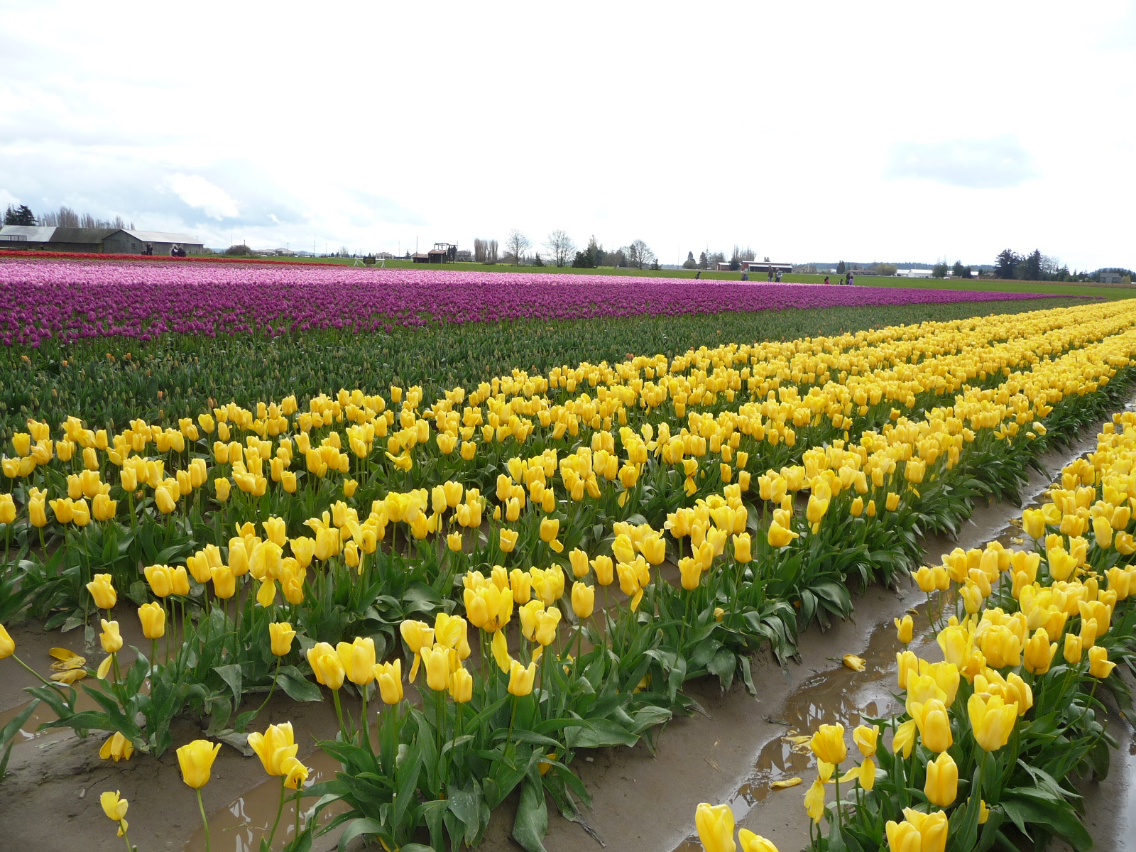 types of japanese flowers Washington Tulip Festival | 1600 x 1200