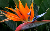 Birds Of Paradise Flower