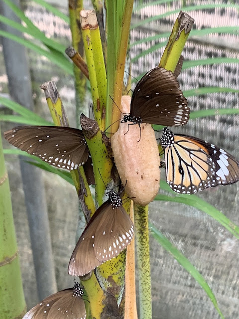 butterfly house