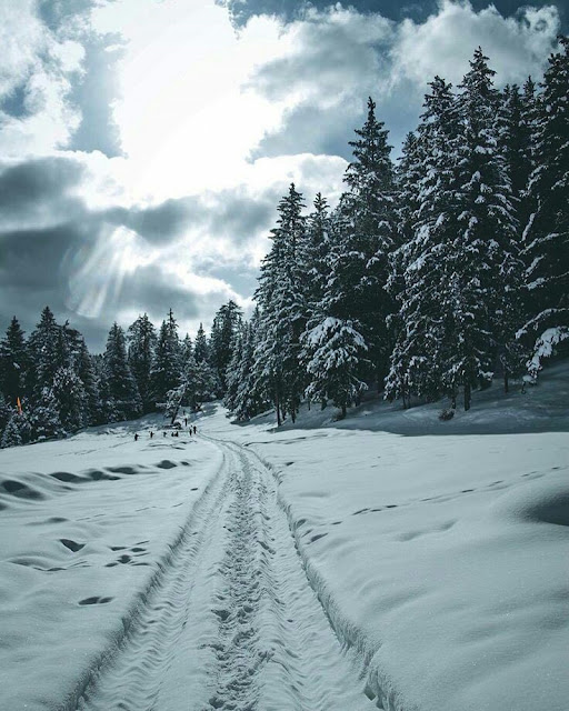 Alpine trees of Naltar Valley Covered in thick snow