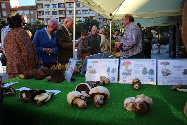 Cientos de personas se acercan a una exposición micológica marcada por el viento sur