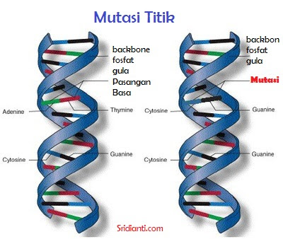 Macam Macam Mutasi Berdasarkan Materi Genetisnya