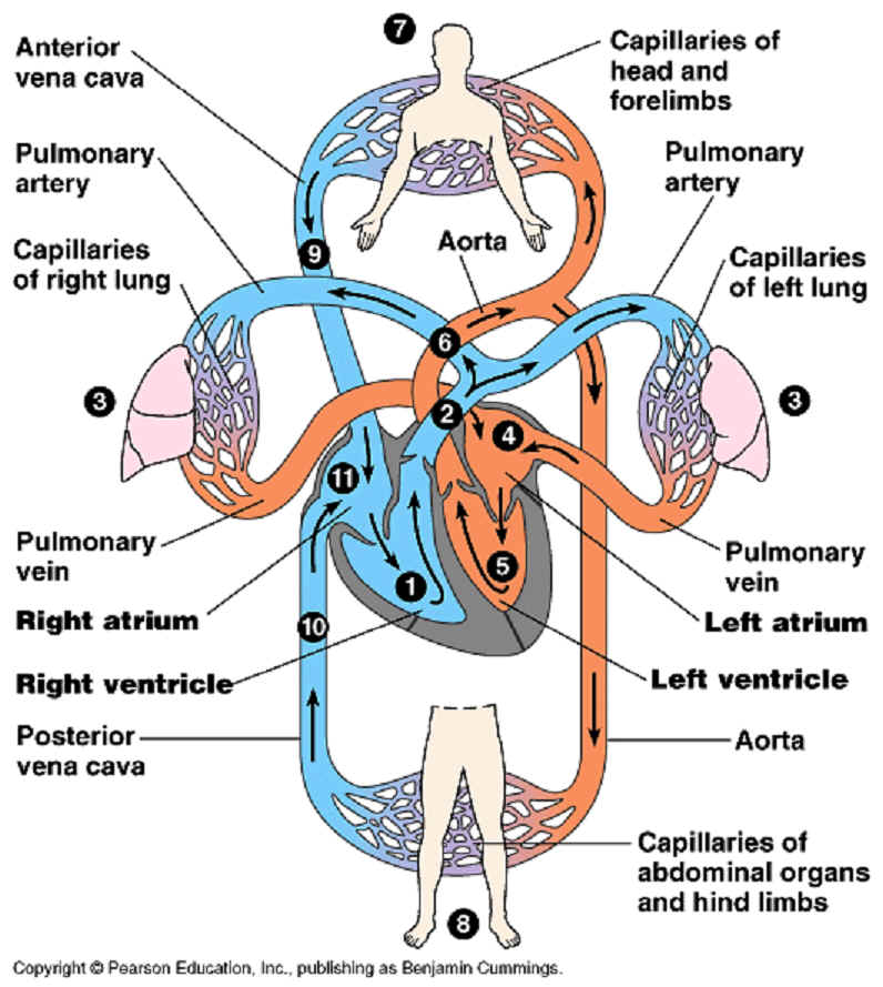 simple circulatory system diagram for kids. simple circulatory system