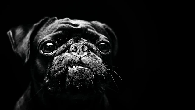 Wallpaper Pug Dog, Pet, Friend, Black